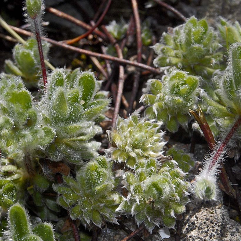 Androsace sarmentosa (Port)