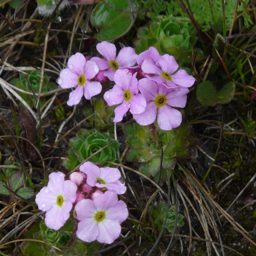 Androsace sempervivoides (Floraison)