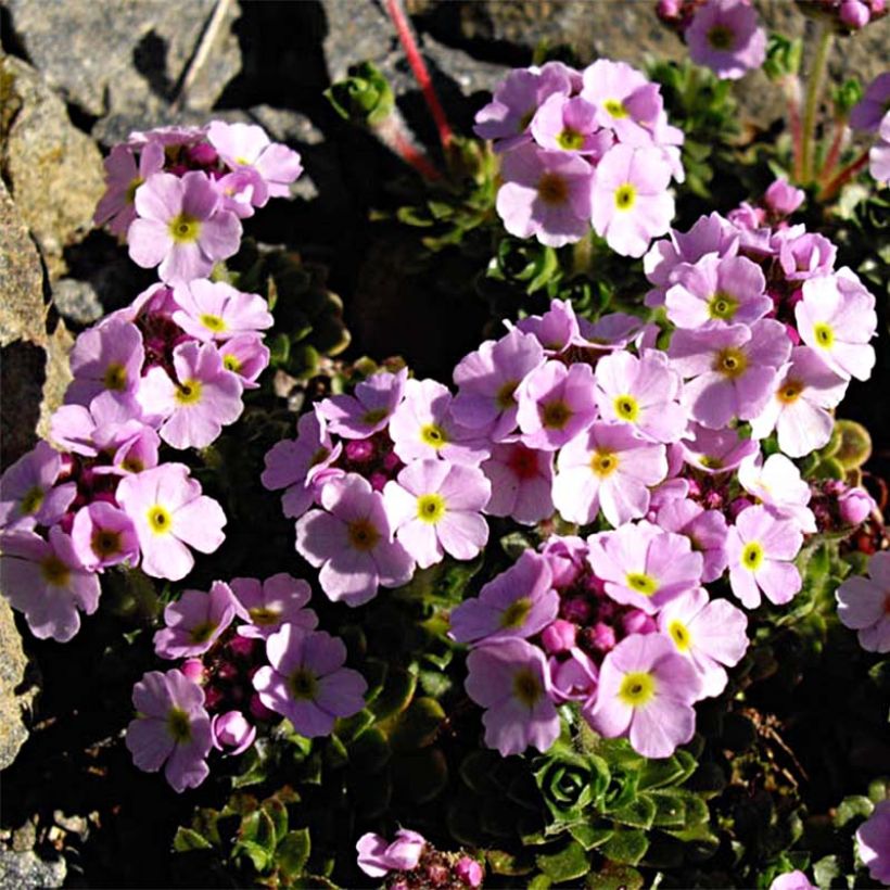 Androsace sempervivoides (Port)