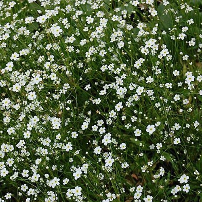 Androsace septentrionalis Star Dust (Floraison)