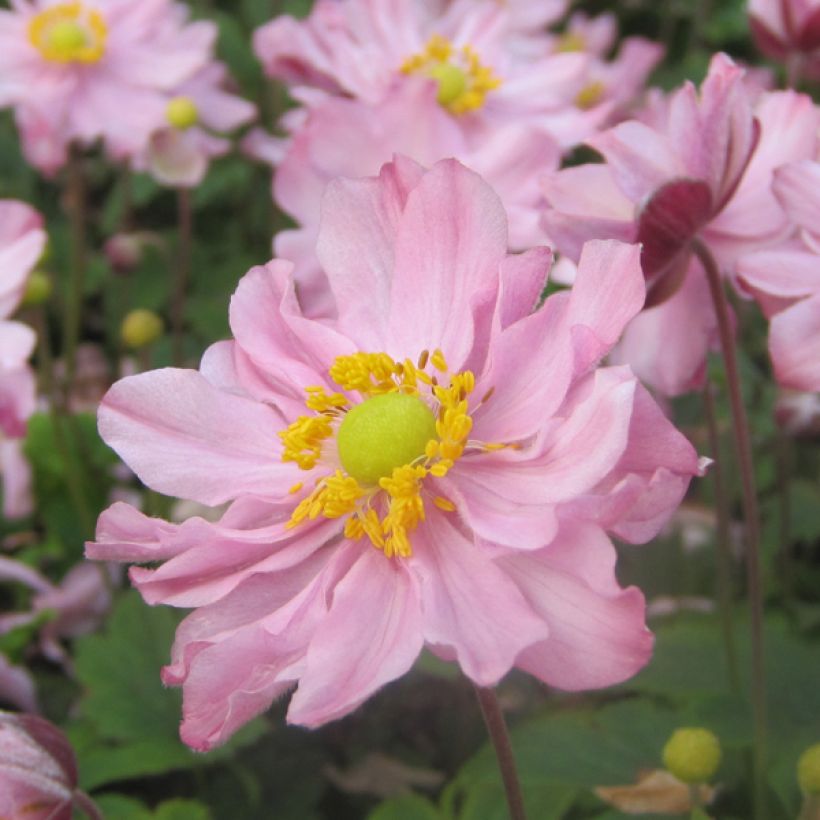 Anémone du Japon Fantasy Pocahontas - Anemone hupehensis var.japonica (Floraison)