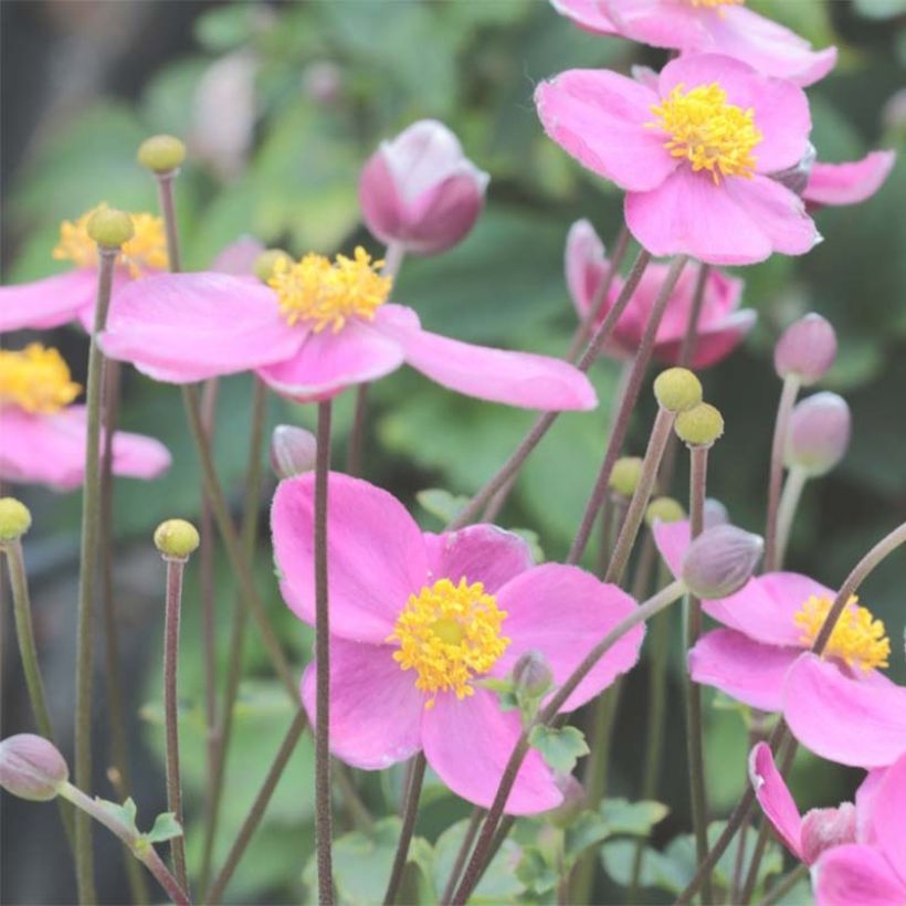 Anemone du Japon Little Summer Breeze (Floraison)