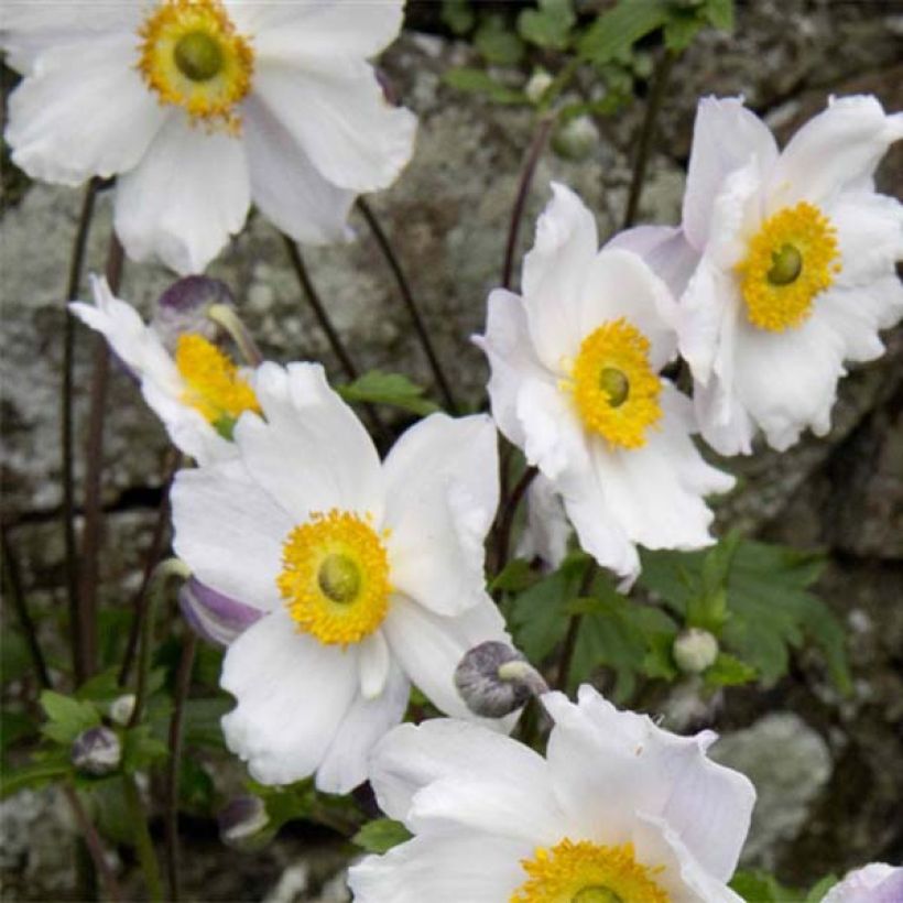 Anemone Ruffled Swan - Anémone japonaise (Floraison)