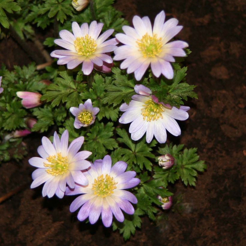 Anemone blanda Violet Star - Anémone de Grèce (Floraison)