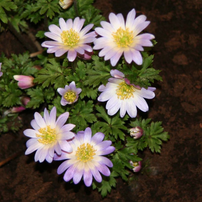 Anemone blanda Blue Splendour (Floraison)