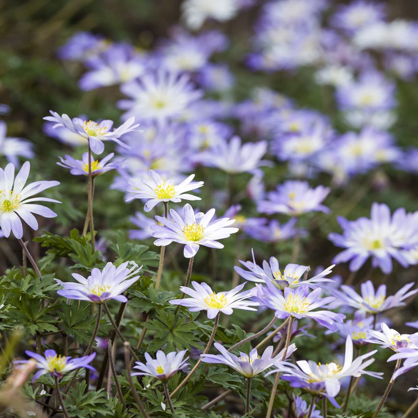 Anemone blanda Blue Splendour (Port)