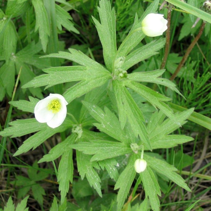 Anémone du Canada - Anemone canadensis (Feuillage)