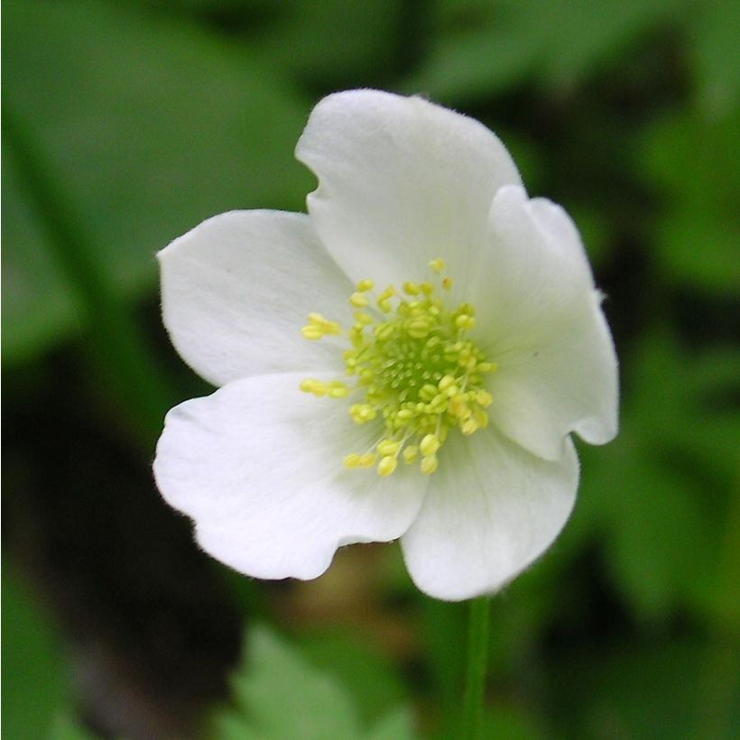 Anémone du Canada - Anemone canadensis (Floraison)