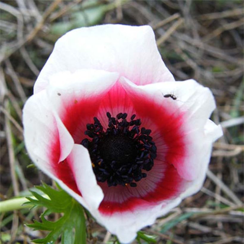 Anemone coronaria Bicolor - Anémone de Caen (Floraison)