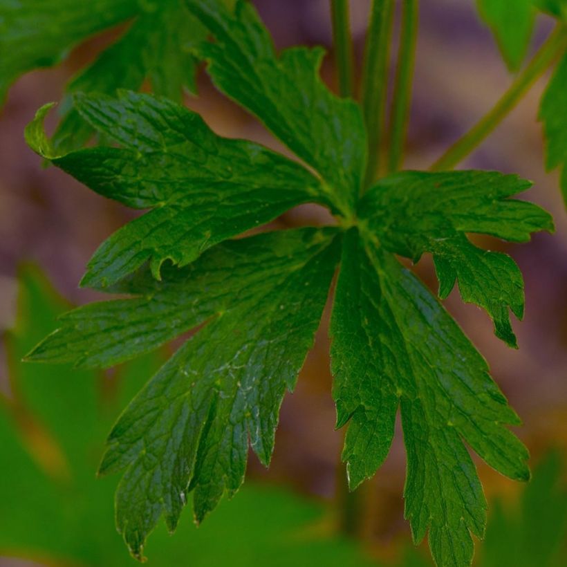 Anemone cylindrica - Anémone cylindrique (Feuillage)