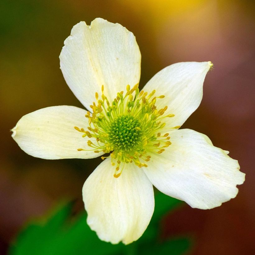 Anemone cylindrica - Anémone cylindrique (Floraison)