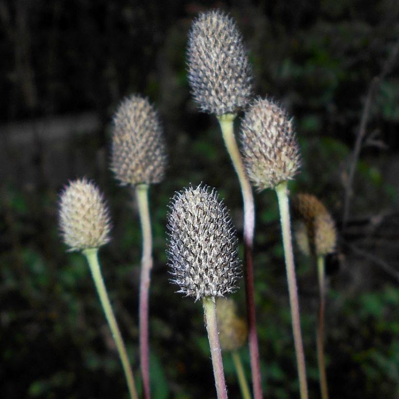 Anemone cylindrica - Anémone cylindrique (Récolte)