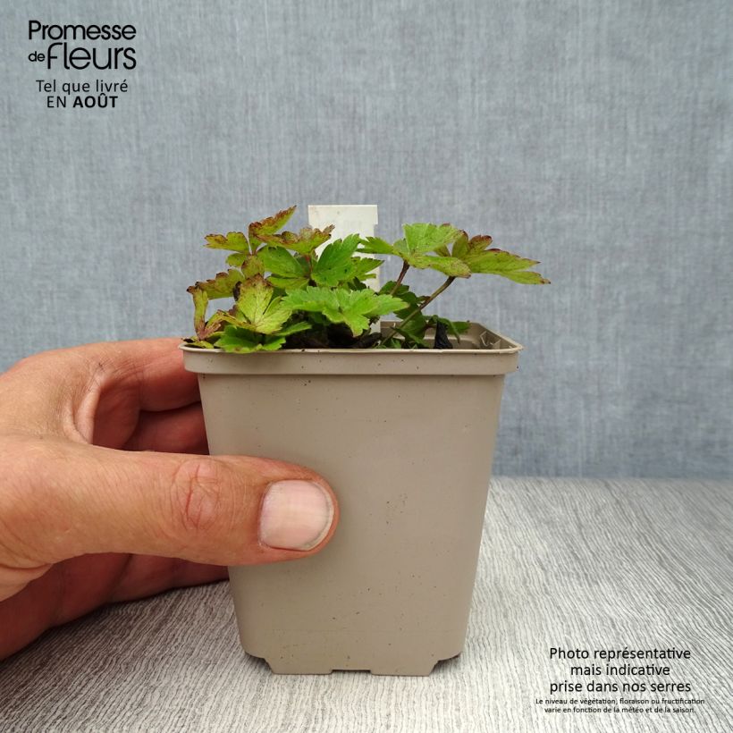 Spécimen de Anemone cylindrica - Anémone cylindrique Godet de 8/9 cm tel que livré en été