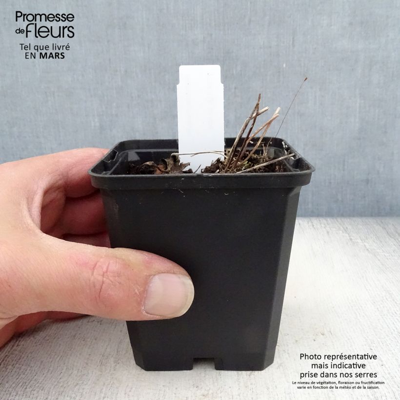 Spécimen de Anémone des rives - Anemone rivularis Godet de 9cm tel que livré au printemps