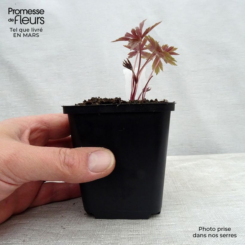 Spécimen de Anémone du Canada - Anemone canadensis Godet de 9cm tel que livré au printemps