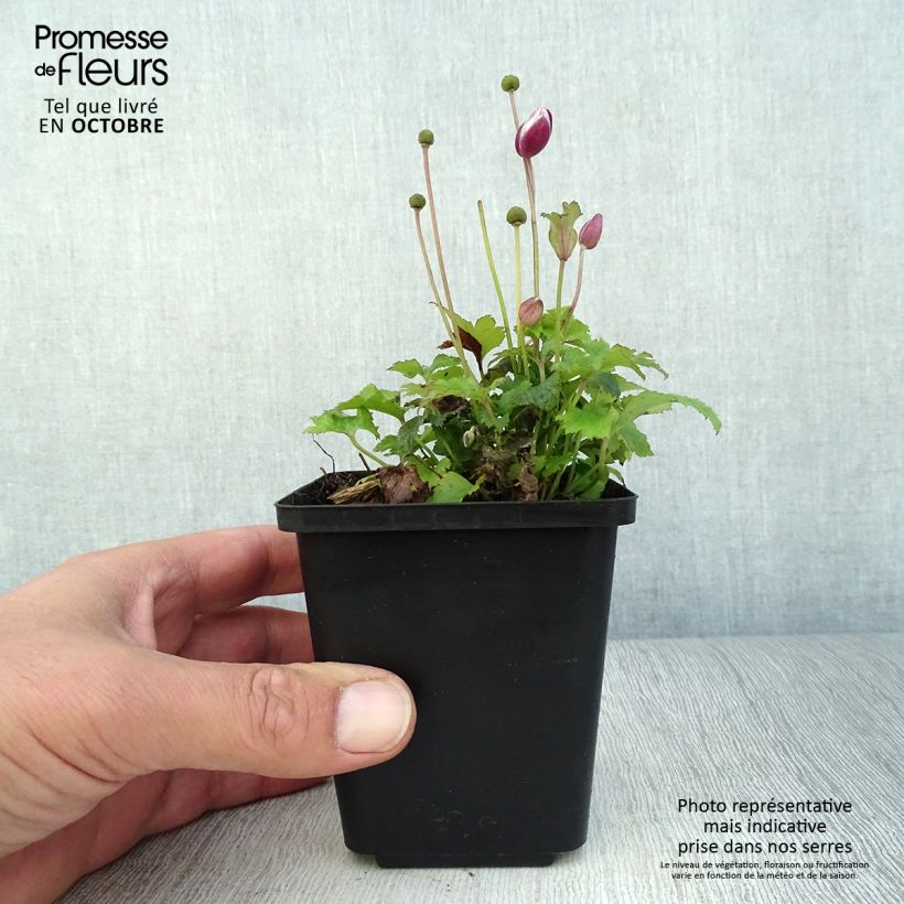 Spécimen de Anemone du Japon Alando Rose Godet de 8/9 cm tel que livré en automne