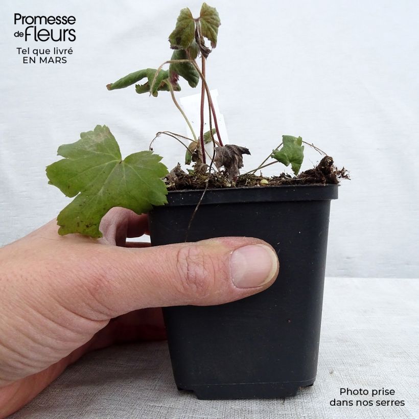 Spécimen de Anémone du Japon Bressingham Glow - Anemone (x) hybrida Godet de 9cm tel que livré au printemps