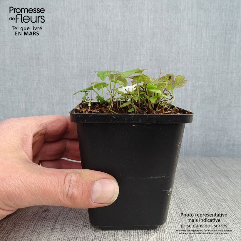 Spécimen de Anémone du Japon Fantasy Pocahontas - Anemone hupehensis var.japonica Godet de 9cm tel que livré au printemps