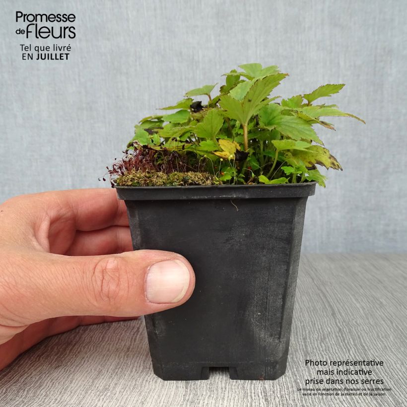 Spécimen de Anémone du Japon Pamina - Anemone hupehensis var. japonica Godet de 8/9 cm tel que livré en été