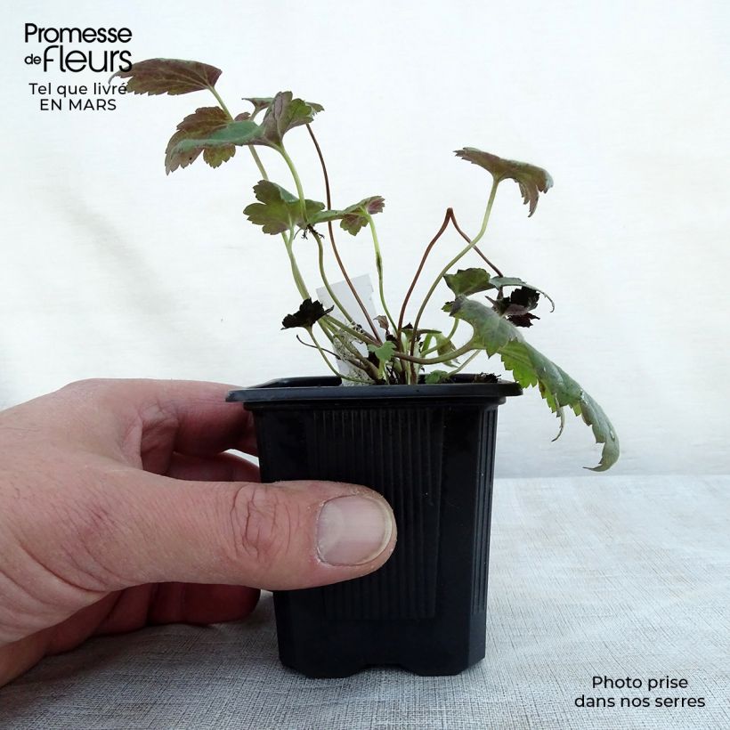 Spécimen de Anémone du Japon Pamina - Anemone hupehensis var. japonica tel que livré au printemps