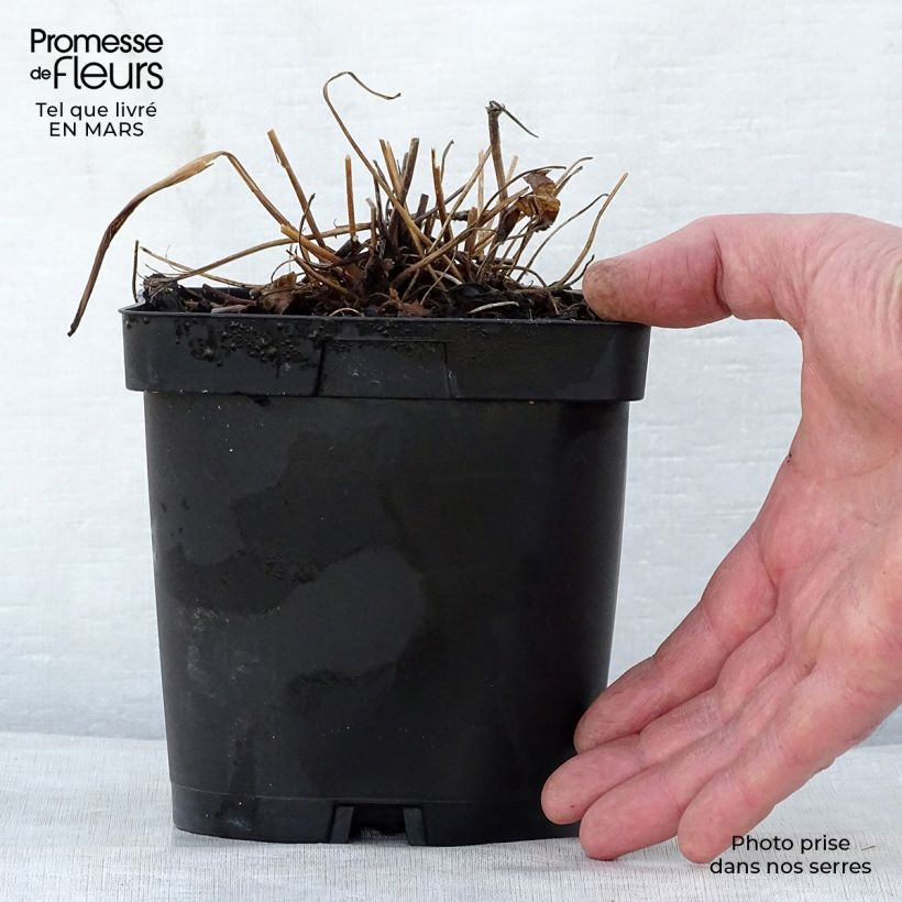 Spécimen de Anémone du Japon Prinz Heinrich - Anemone hupehensis en pot de 2/3L tel que livré au printemps
