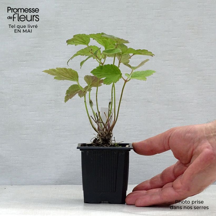 Spécimen de Anémone du Japon Robustissima - Anemone tomentosa Godet de 8 cm tel que livré au printemps