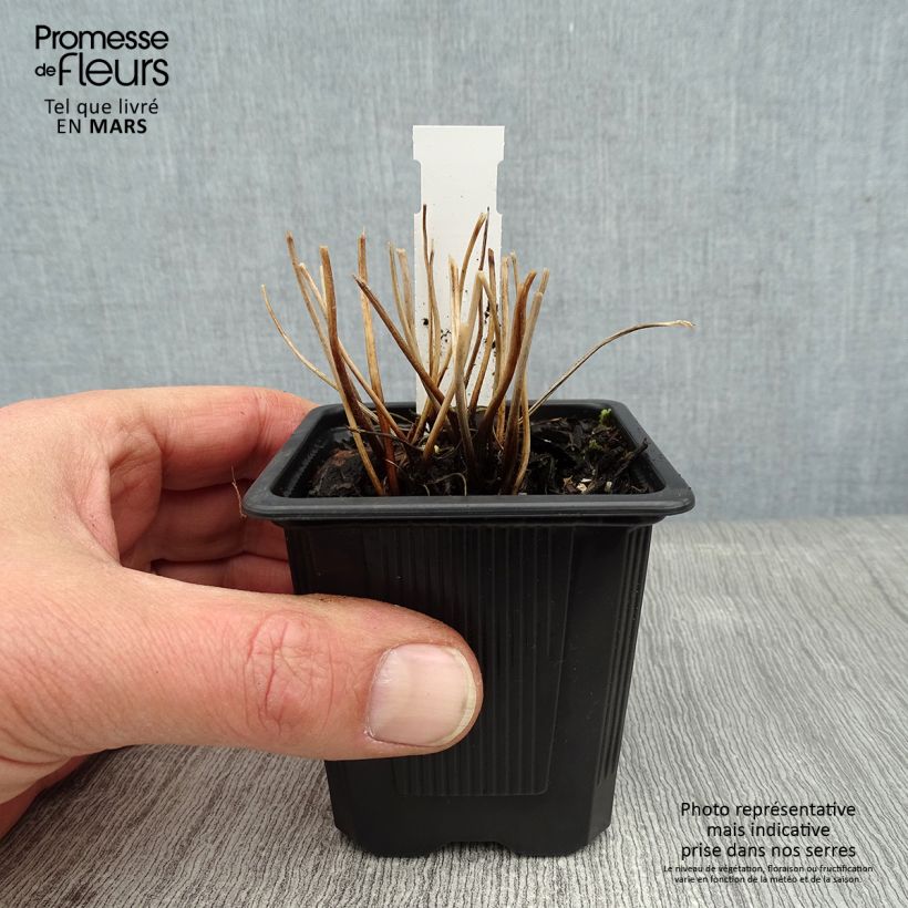 Spécimen de Anémone du Japon Rubra Plena - Anemone hybrida Godet de 8/9 cm tel que livré en hiver