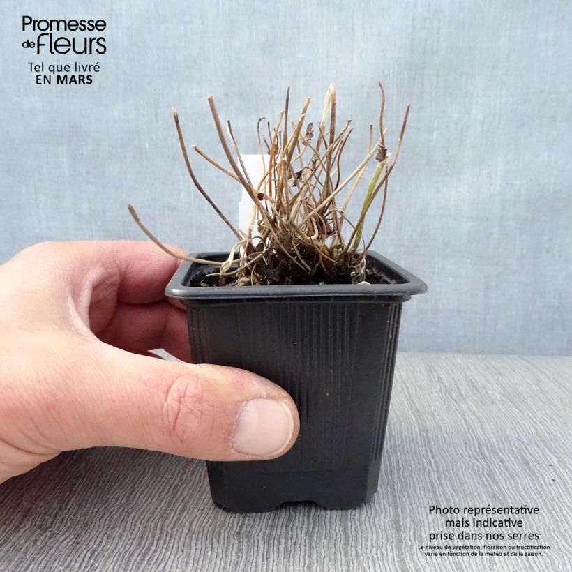 Spécimen de Anémone du Japon Rubra Plena - Anemone hybrida  Godet de 8 cm tel que livré au printemps