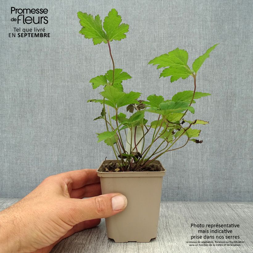 Spécimen de Anémone du Japon Septemberglanz - Anemone tomentosa Godet de 8/9 cm tel que livré en automne