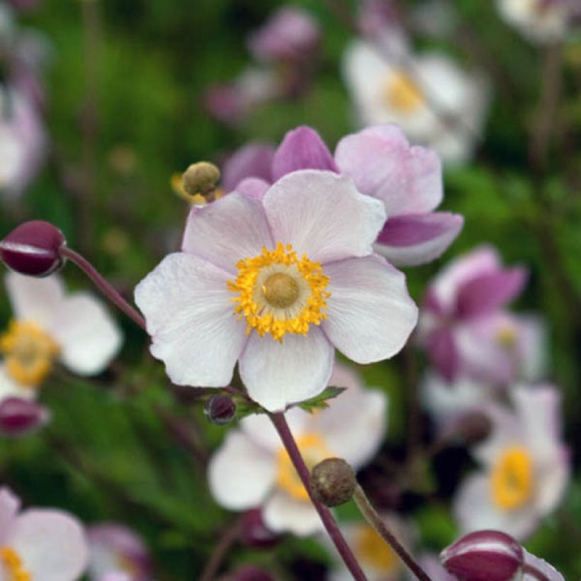 Anémone japonaise Hadspen Abundance (Floraison)