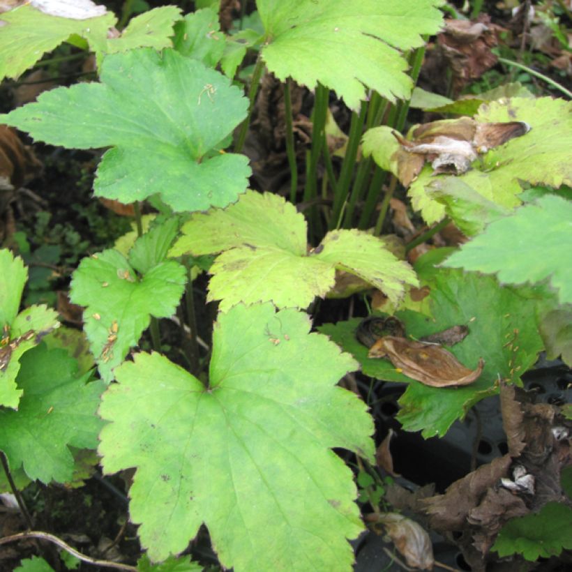 Anémone japonaise Little Princess - Anemone hupehensis japonica (Feuillage)