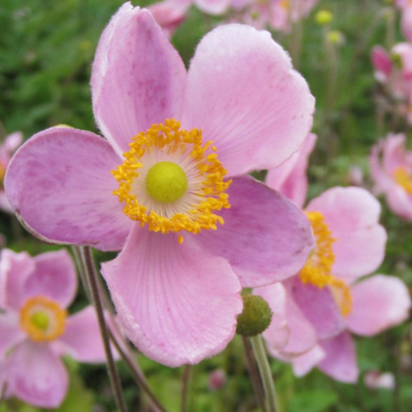 Anémone japonaise Little Princess - Anemone hupehensis japonica (Floraison)