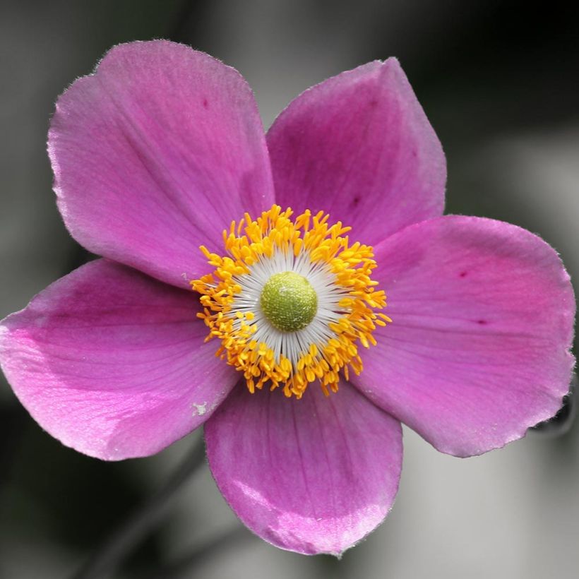 Anemone hupehensis Praecox (Floraison)