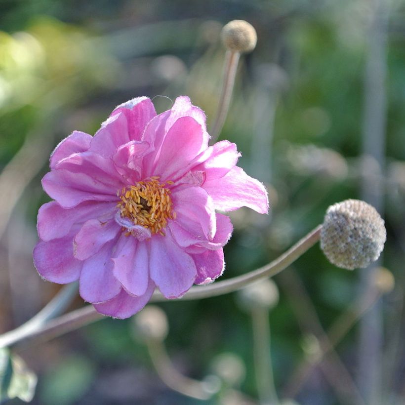 Anémone du Japon Pamina - Anemone hupehensis var. japonica (Floraison)