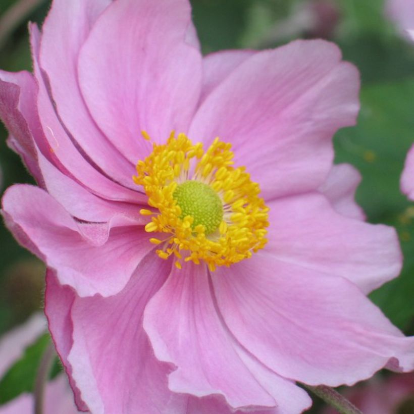 Anémone du Japon Rubra Plena - Anemone hybrida (Floraison)