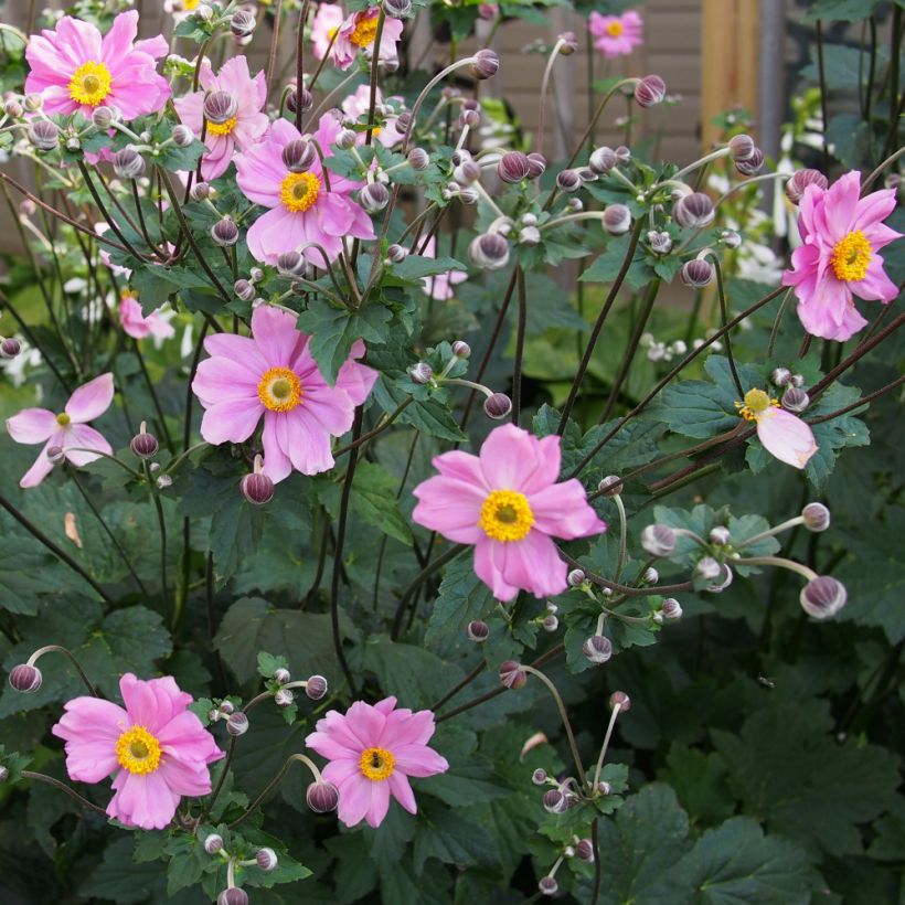 Anémone du Japon Rubra Plena - Anemone hybrida (Port)