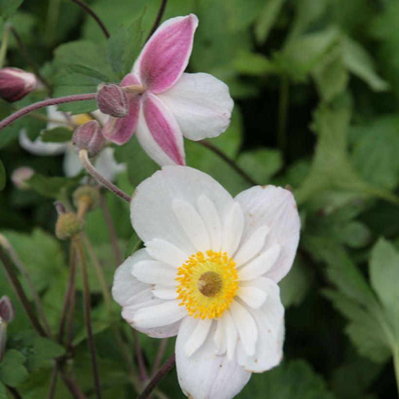 Anemone hybride Dainty Swan - Anémone japonaise bicolore (Floraison)