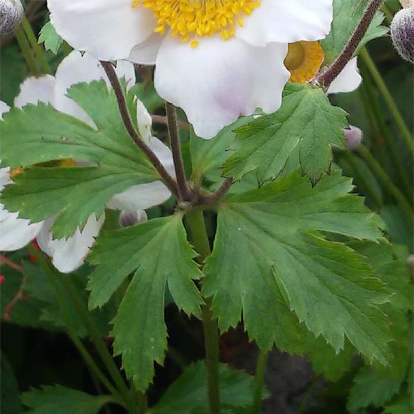 Anemone hybride Elfin Swan - Anémone japonaise. (Feuillage)