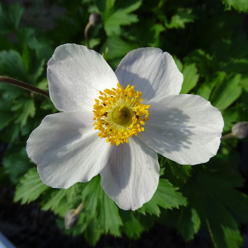 Anemone hybride Elfin Swan - Anémone japonaise. (Floraison)