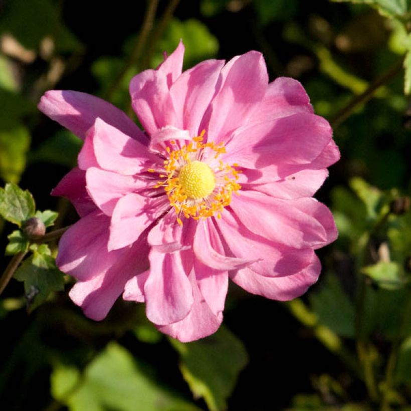 Anémone japonaise Margarete (Floraison)