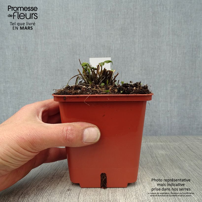 Spécimen de Anémone hybride Snow Angels - pot de 1L/1.5L tel que livré au printemps