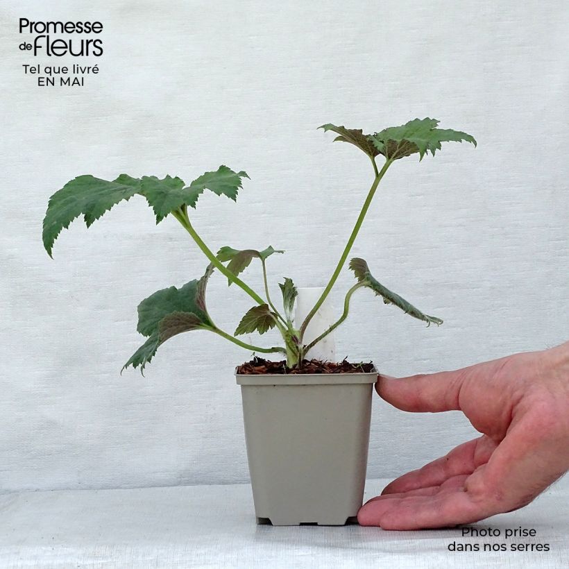 Spécimen de Anemone hybride Tiki Sensation Godet de 9cm tel que livré au printemps
