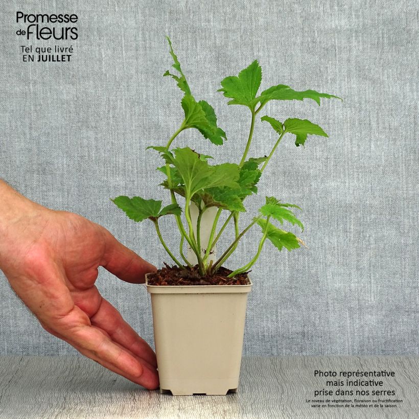 Spécimen de Anemone hybride Tiki Sensation Godet de 8/9 cm tel que livré en été