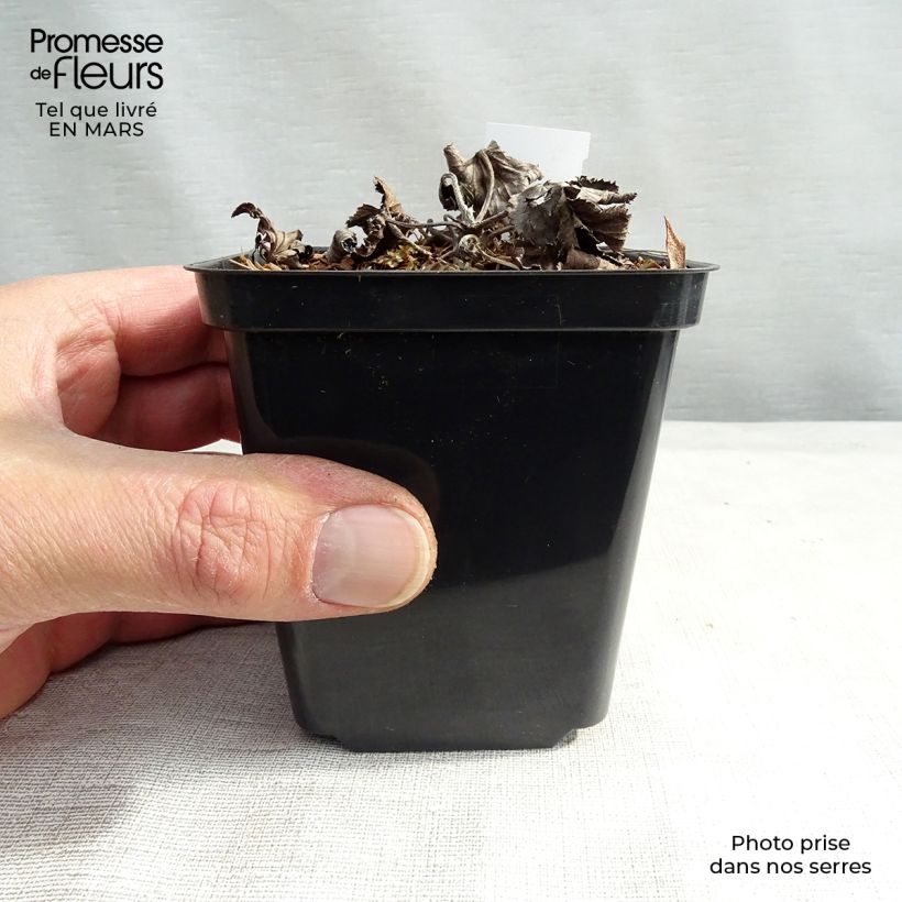 Spécimen de Anémone japonaise Andrea Atkinson - Anemone (x) hybrida Godet de 9cm tel que livré au printemps