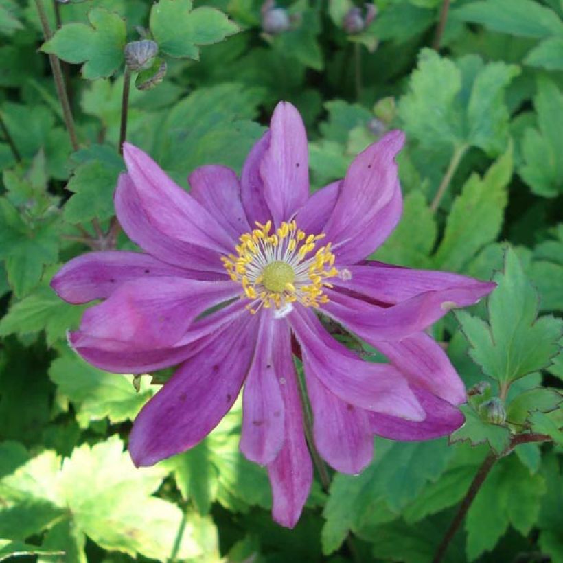 Anémone du Japon Bressingham Glow - Anemone (x) hybrida (Floraison)