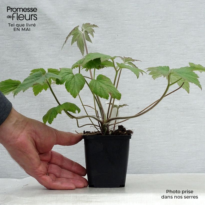 Spécimen de Anémone japonaise Hadspen Abundance Godet de 9cm tel que livré au printemps