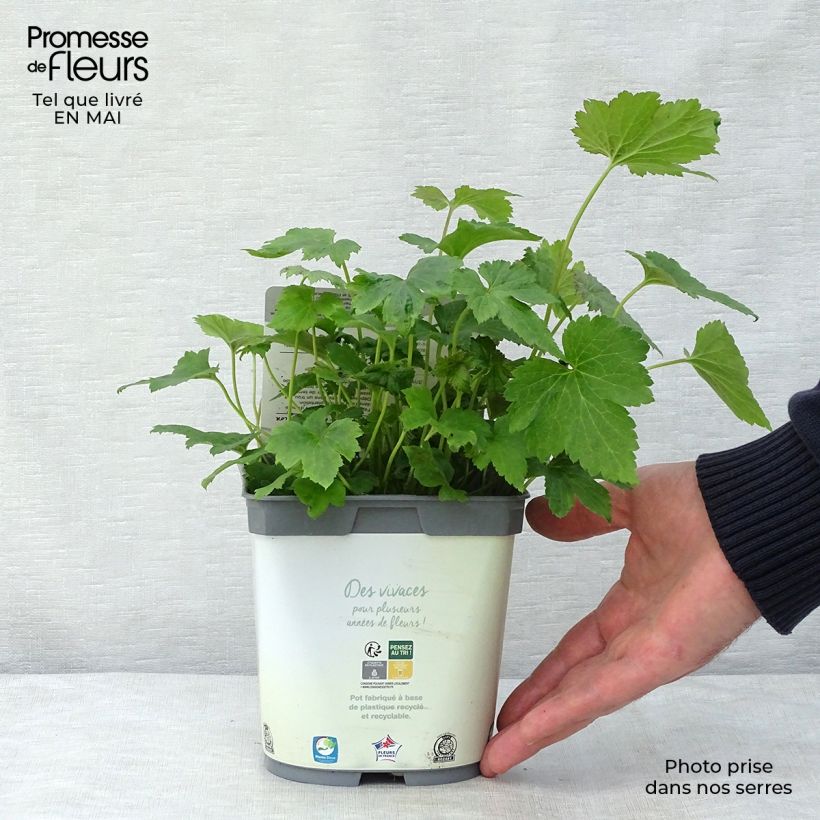 Spécimen de Anémone japonaise Honorine Jobert en pot de 1.5L/2L tel que livré au printemps