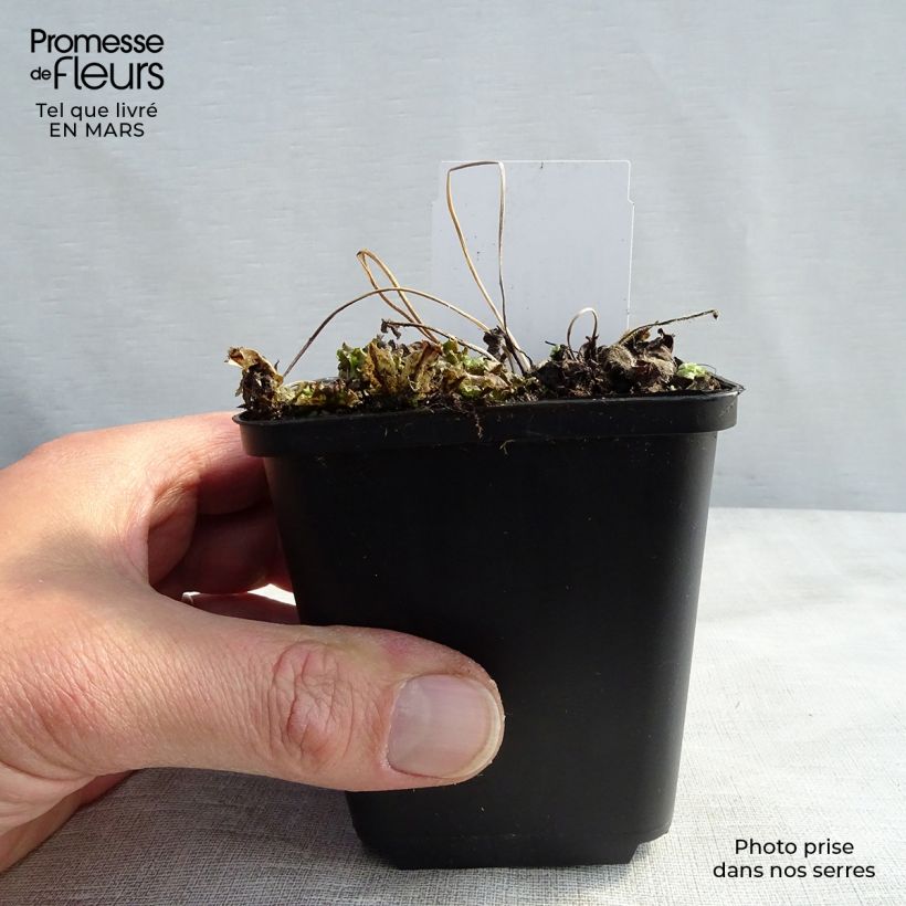 Spécimen de Anémone japonaise Little Princess - Anemone hupehensis japonica Godet de 9cm tel que livré au printemps