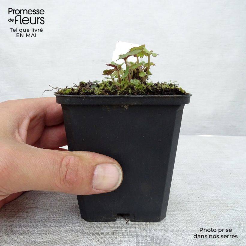 Spécimen de Anémone japonaise Mont Rose Godet de 9cm tel que livré au printemps