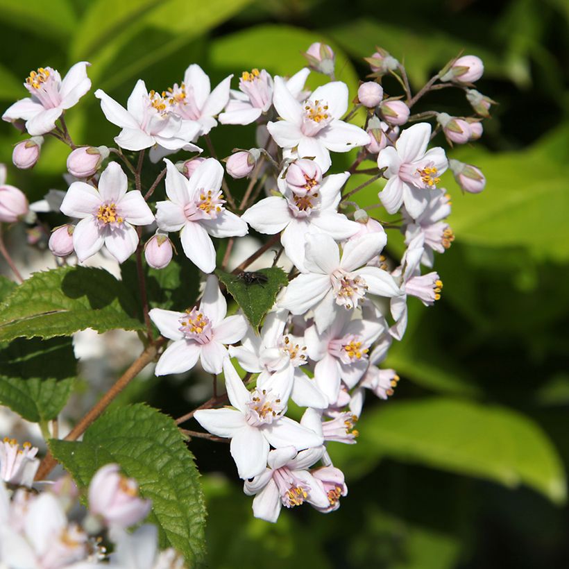Anémone japonaise Mont Rose (Floraison)